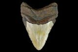 Fossil Megalodon Tooth - North Carolina #124455-2